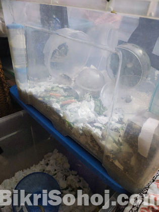 Roborovski Pair with set up.80L cargo box, 3 wheels, tunnels